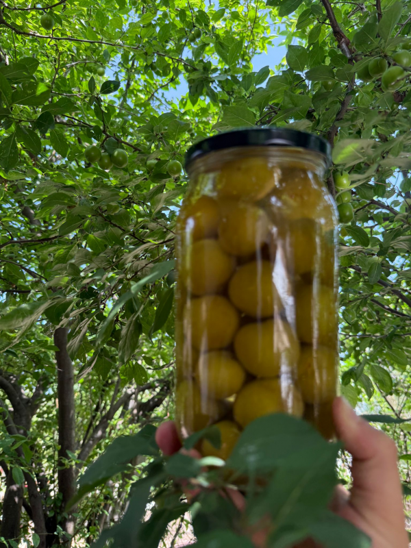 Erik Turşusu 1000cc